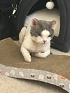 Mushu the Devon Rex