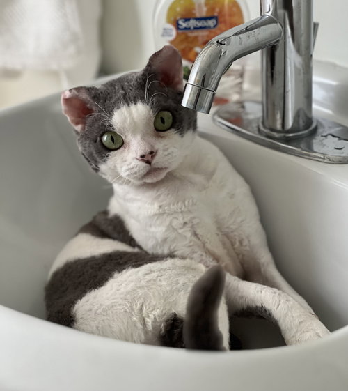Mushu the Devon Rex