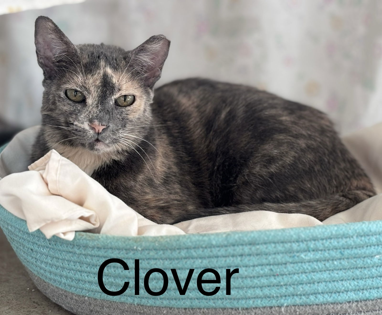 adoptable Cat in West Palm Beach, FL named Clover