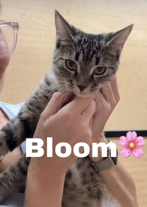 Bloom