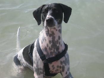Brody