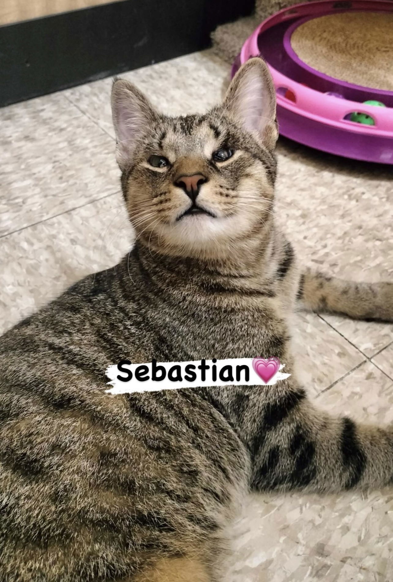 adoptable Cat in West Palm Beach, FL named Sebastian