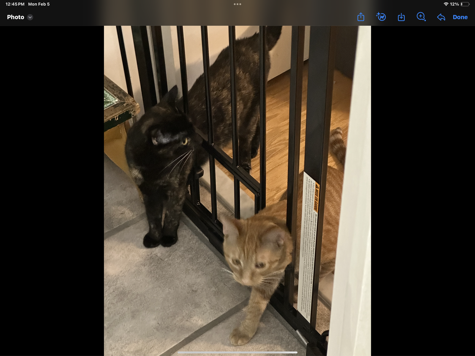 adoptable Cat in West Palm Beach, FL named zz - Decon Pete and Aunte Mary