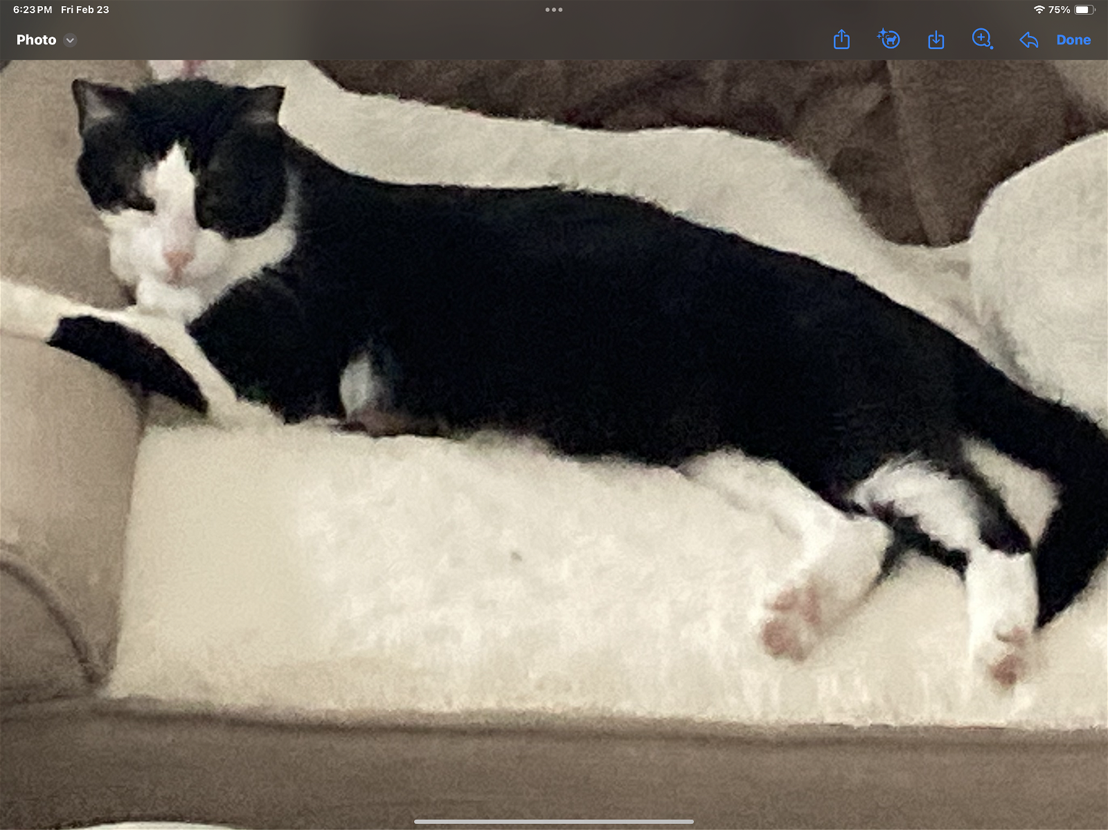 adoptable Cat in West Palm Beach, FL named Biscuit