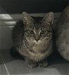 adoptable Cat in  named Daisy