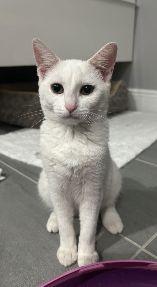 picture of the cat needing adoption