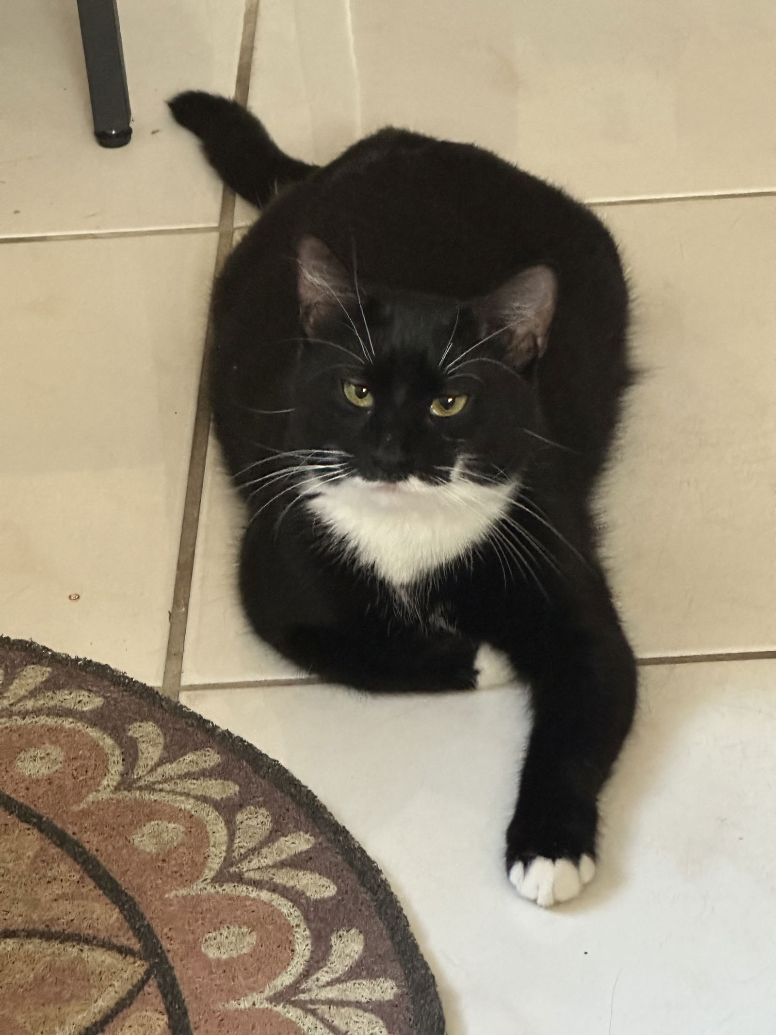 adoptable Cat in West Palm Beach, FL named Maggie