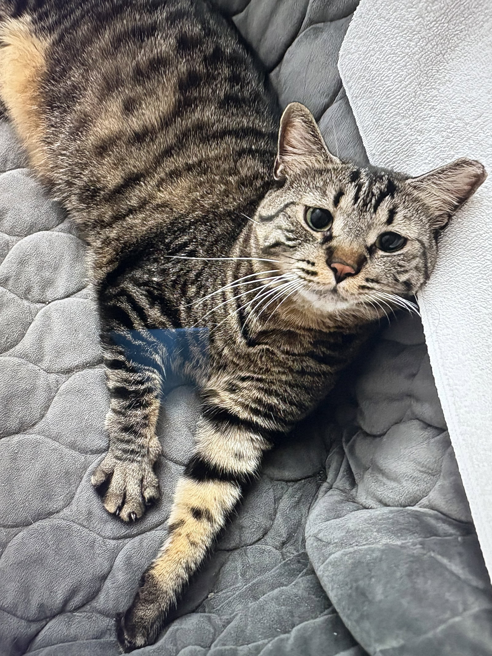 Timmy Image