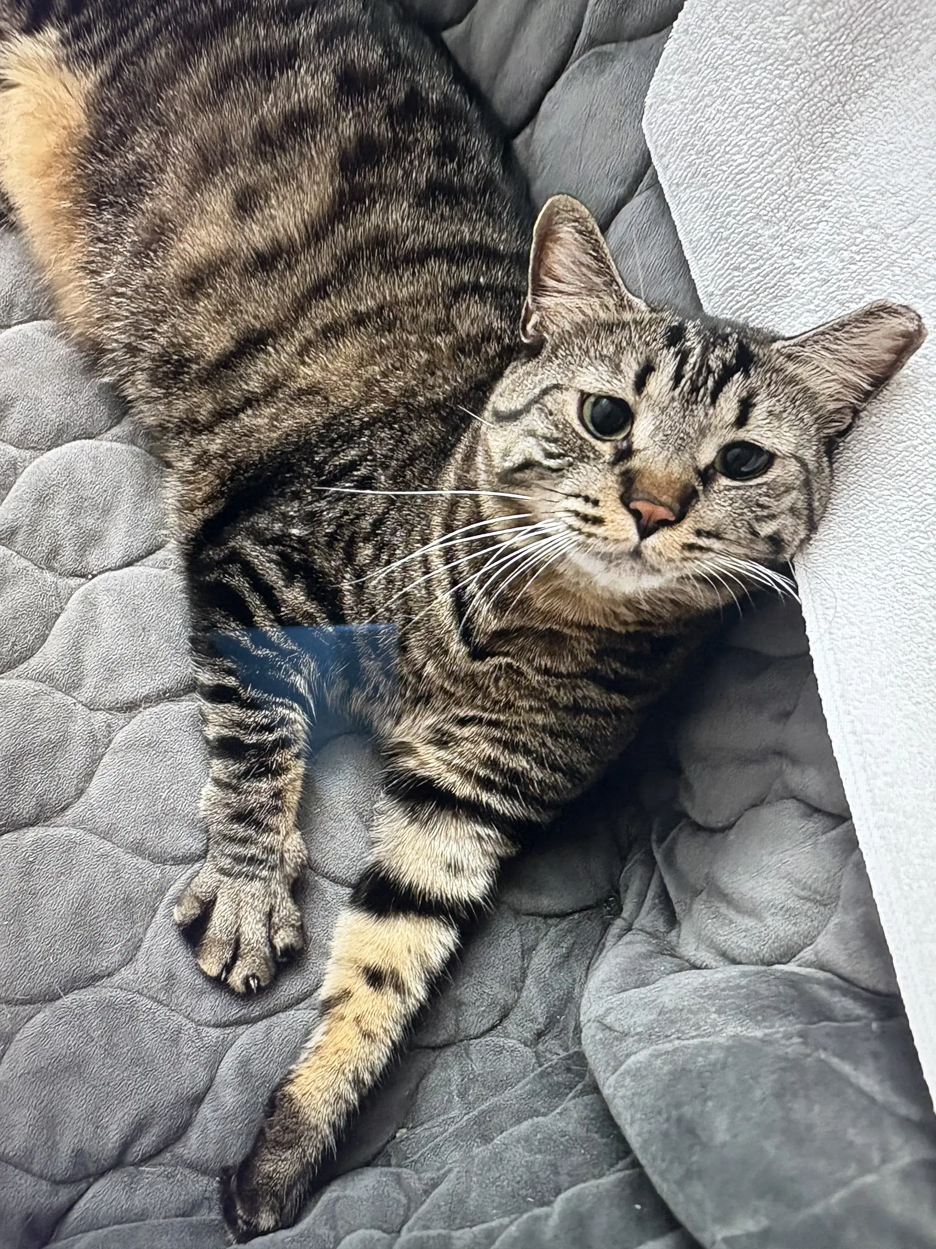 Timmy - Domestic Short Hair