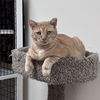 adoptable Cat in West Palm Beach, FL named Valentine