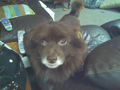 Bear-Bear