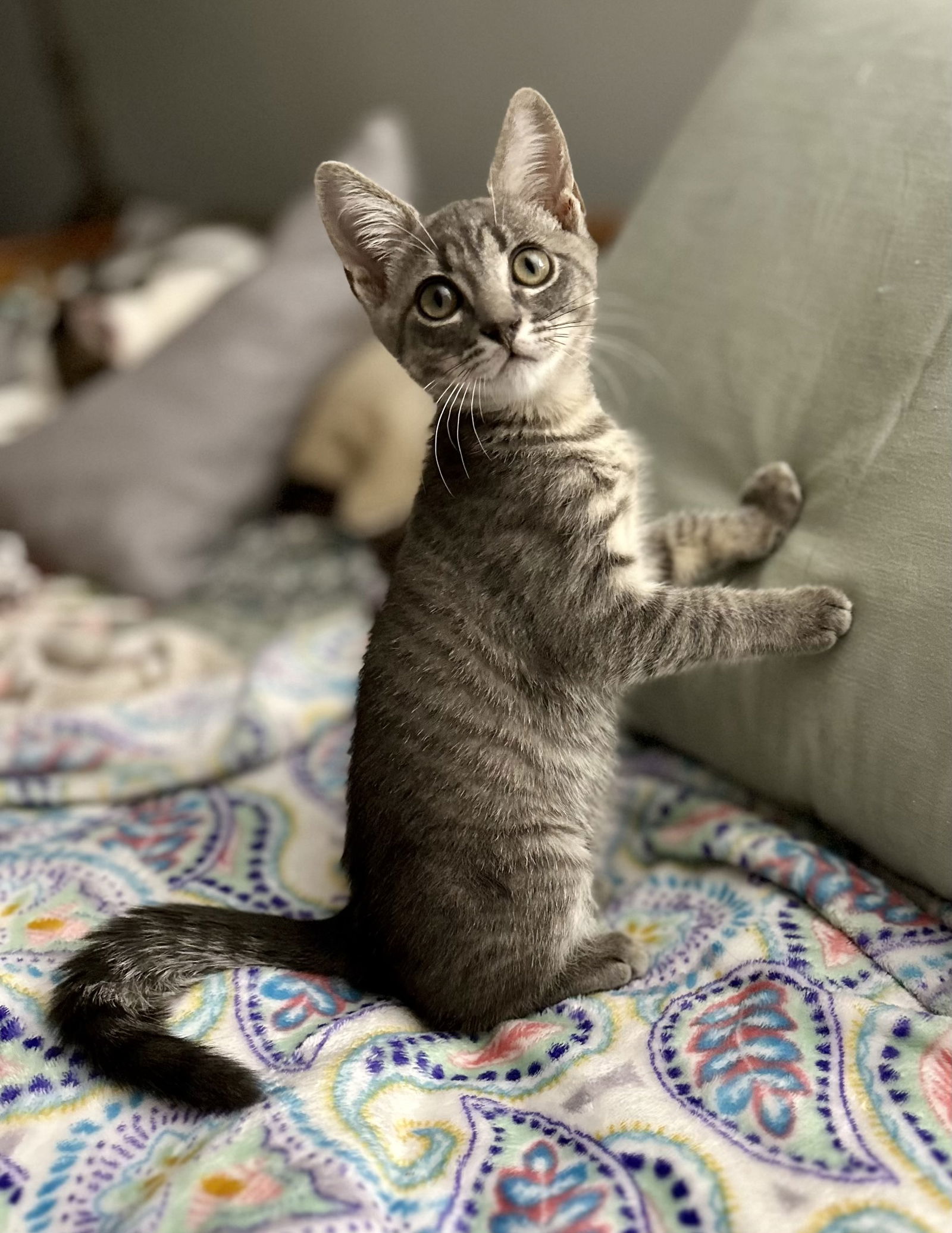 adoptable Cat in West Palm Beach, FL named Turkey