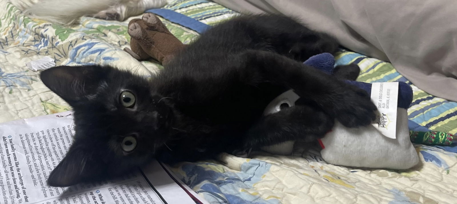 adoptable Cat in West Palm Beach, FL named Andy