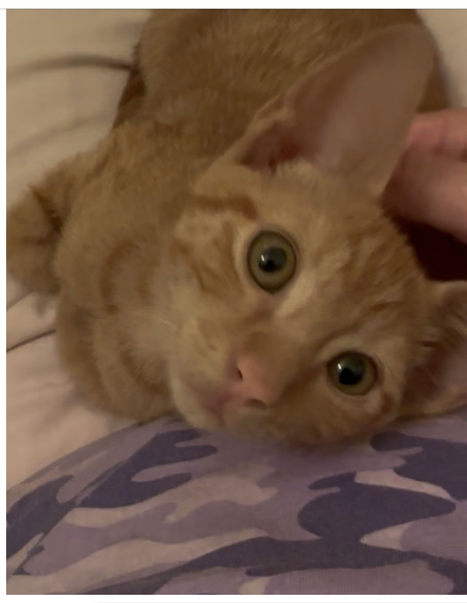 adoptable Cat in West Palm Beach, FL named Churro