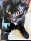Tolly