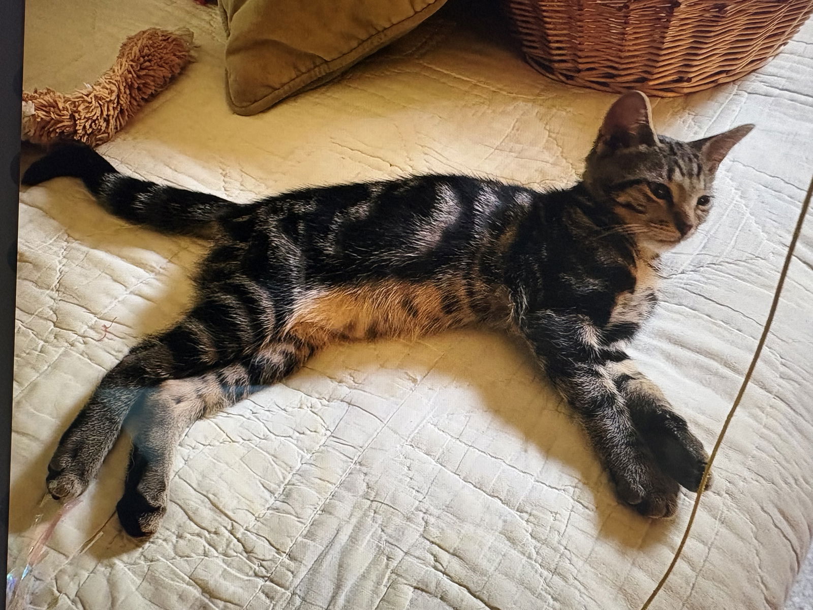 adoptable Cat in West Palm Beach, FL named Tigger