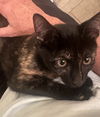 Tabitha