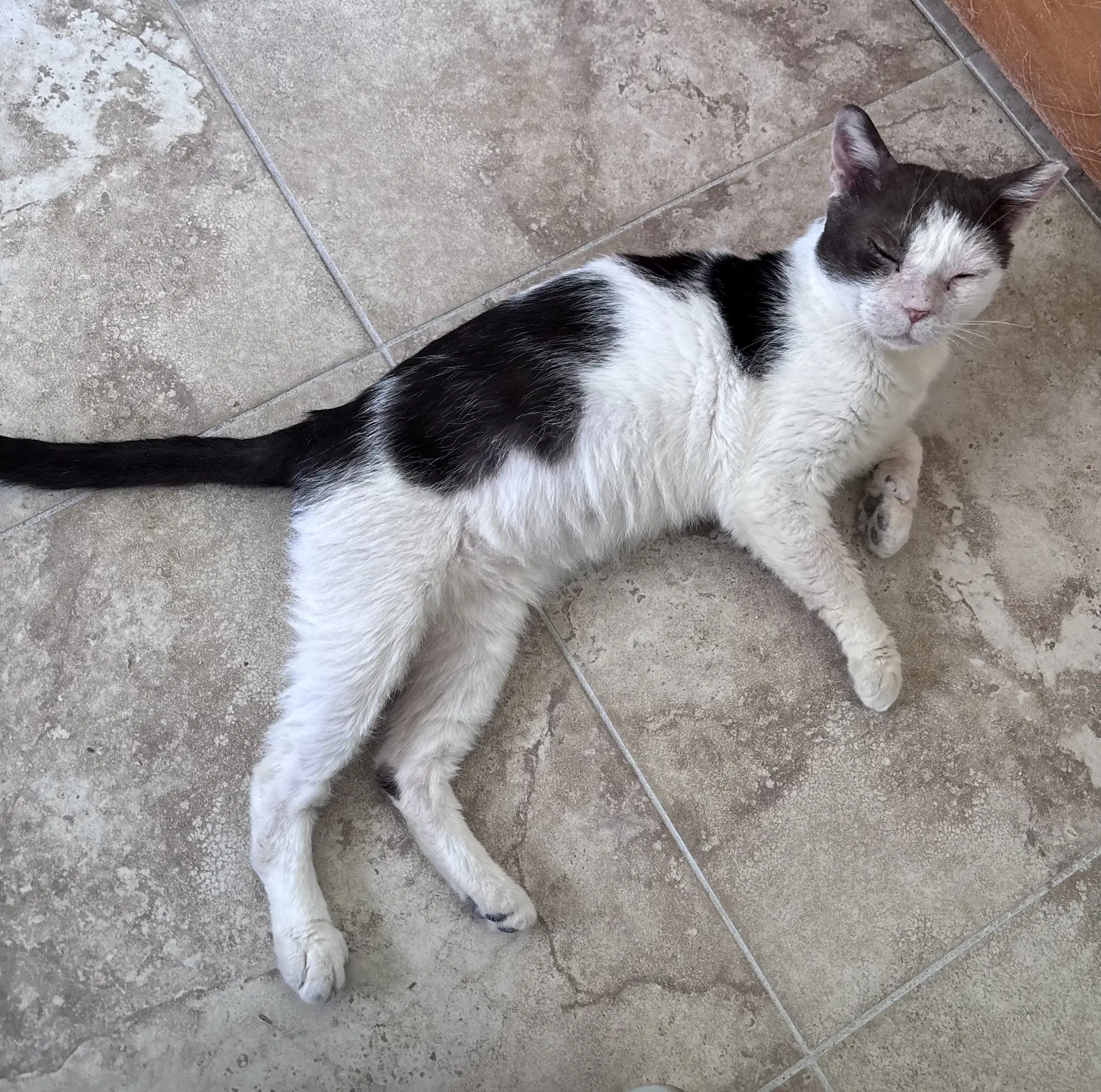 Trooper - Domestic Short Hair