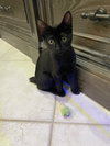 Mason (bobtail)