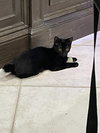 Mason (bobtail)