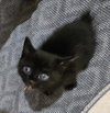 Maisie (bobtail)