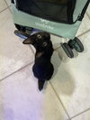 Maisie (bobtail)