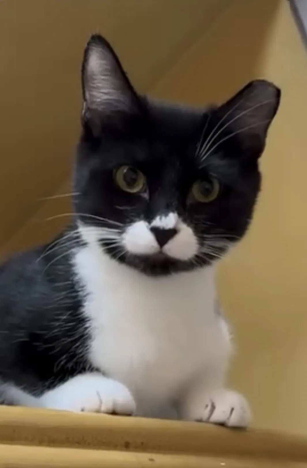 Zara - Domestic Short Hair
