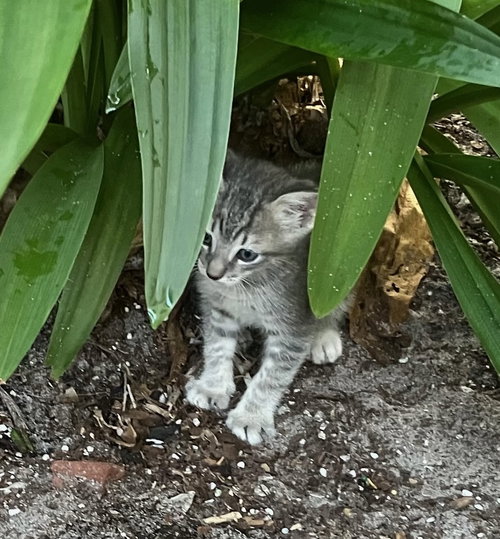 Tino