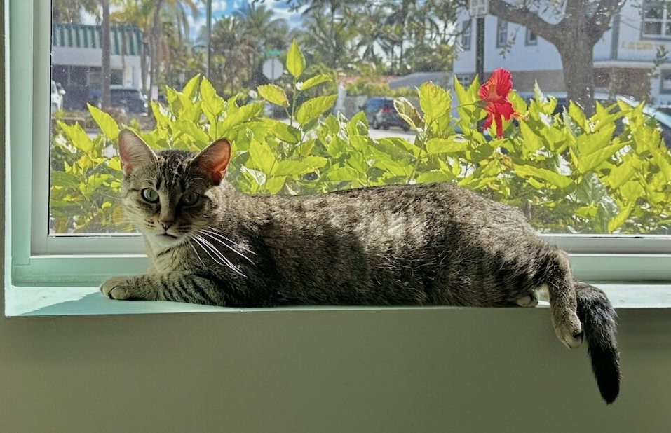 Carly Image