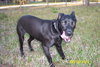 Bella (dog)