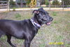 Bella (dog)