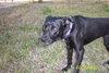 Bella (dog)