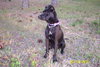 Bella (dog)