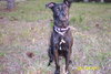 Bella (dog)