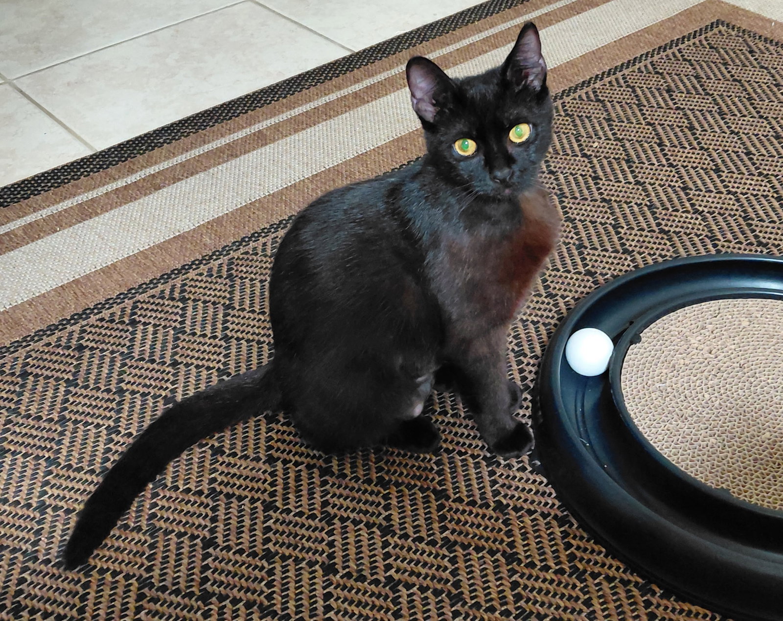 Alice Image