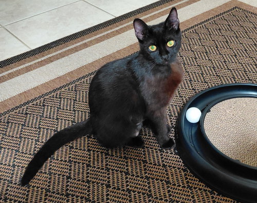 Alice, Adult Domestic Short Hair, cat for adoption in Coconut Creek, Florida