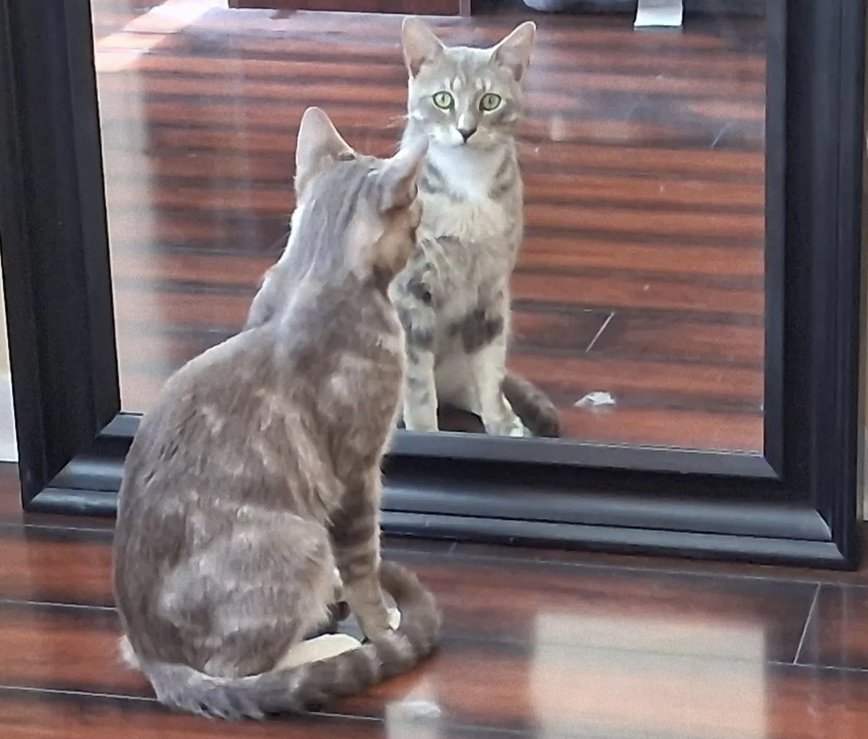 Charlie - Domestic Short Hair
