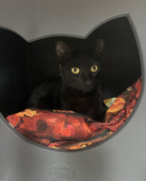 Delta, Adult Domestic Short Hair, cat for adoption in Aventura, Florida