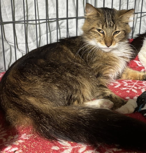 Phyllis, Adult Domestic Long Hair / Torbie, cat for adoption in Aventura, Florida