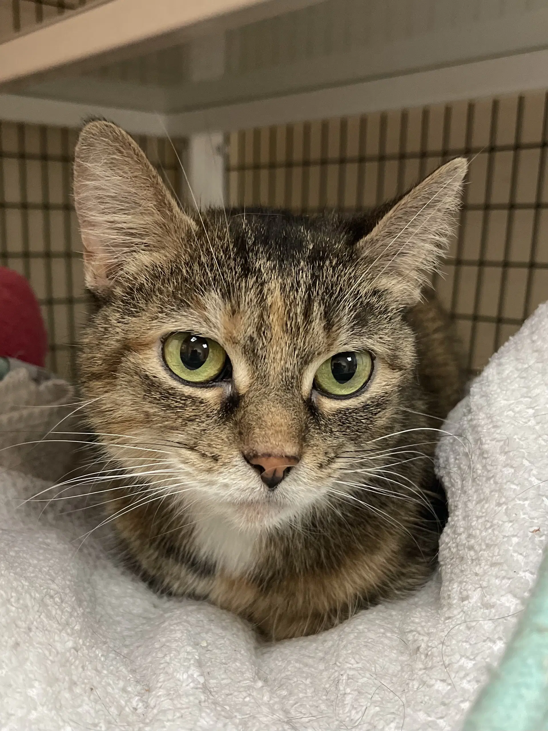 Noodles - Domestic Short Hair