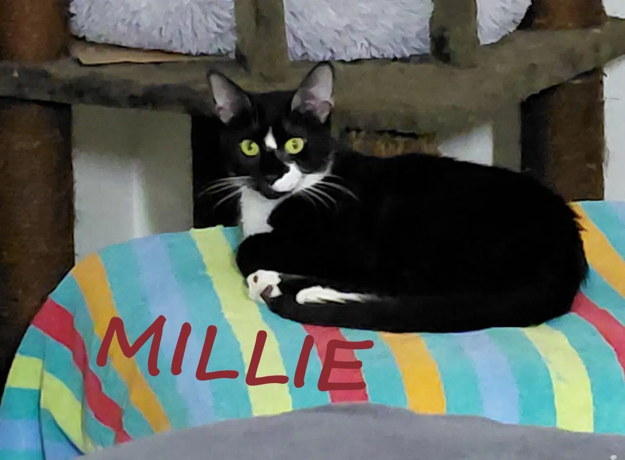 Millie - Domestic Short Hair