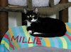 zz - Millie