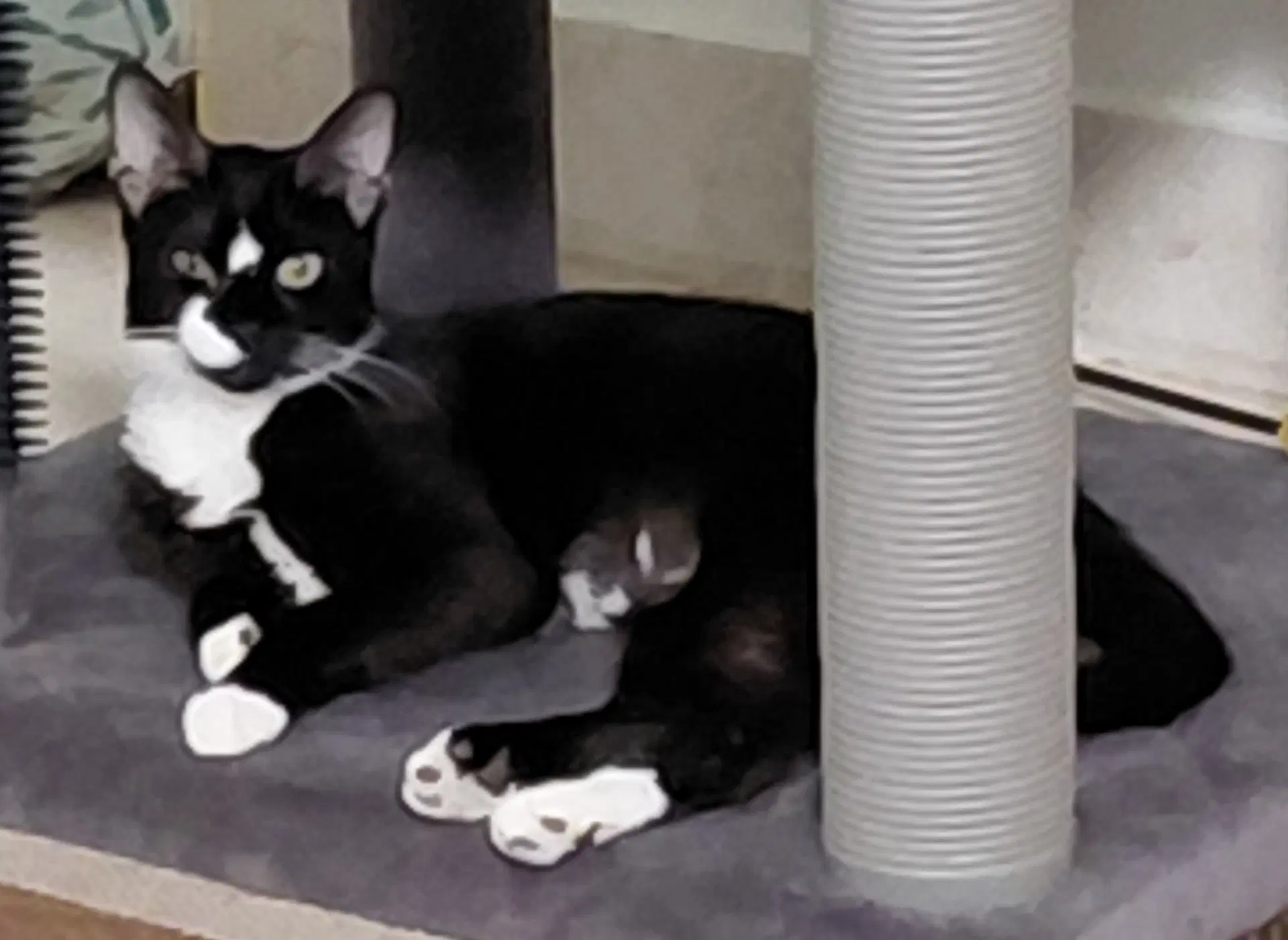Zz - Millie image 2