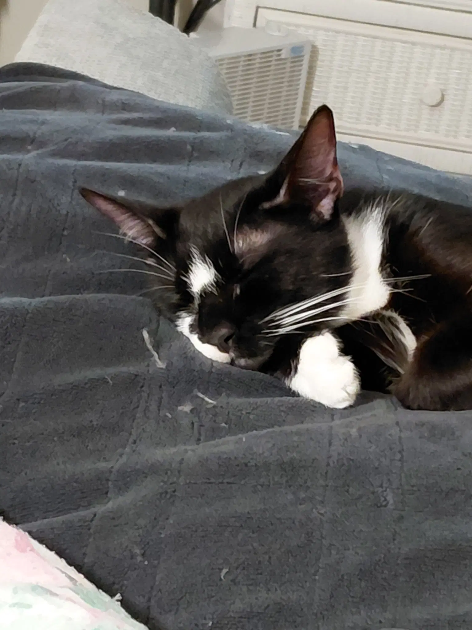 Zz - Millie image 3