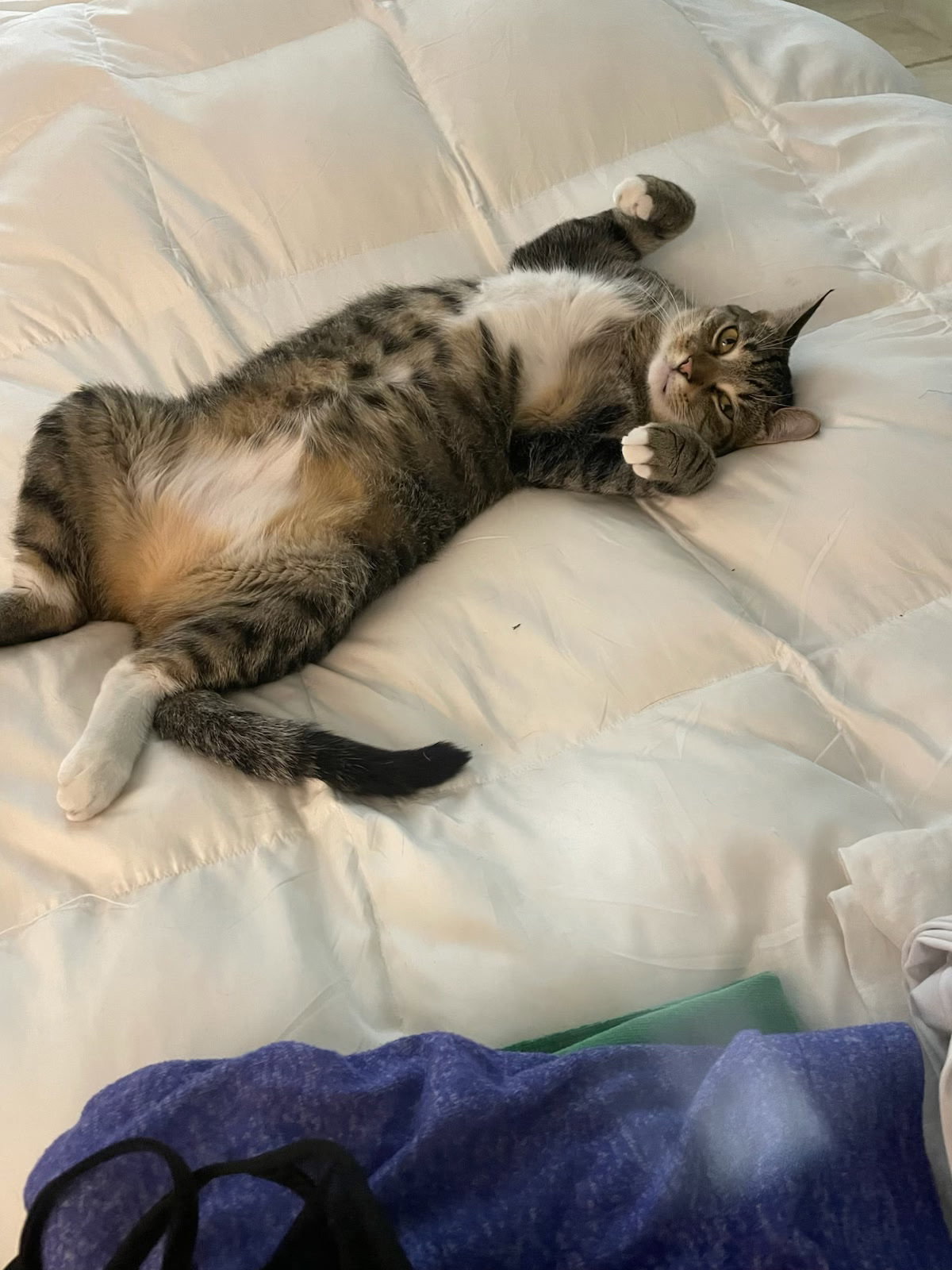 Zz Lucky, Domestic Short Hair