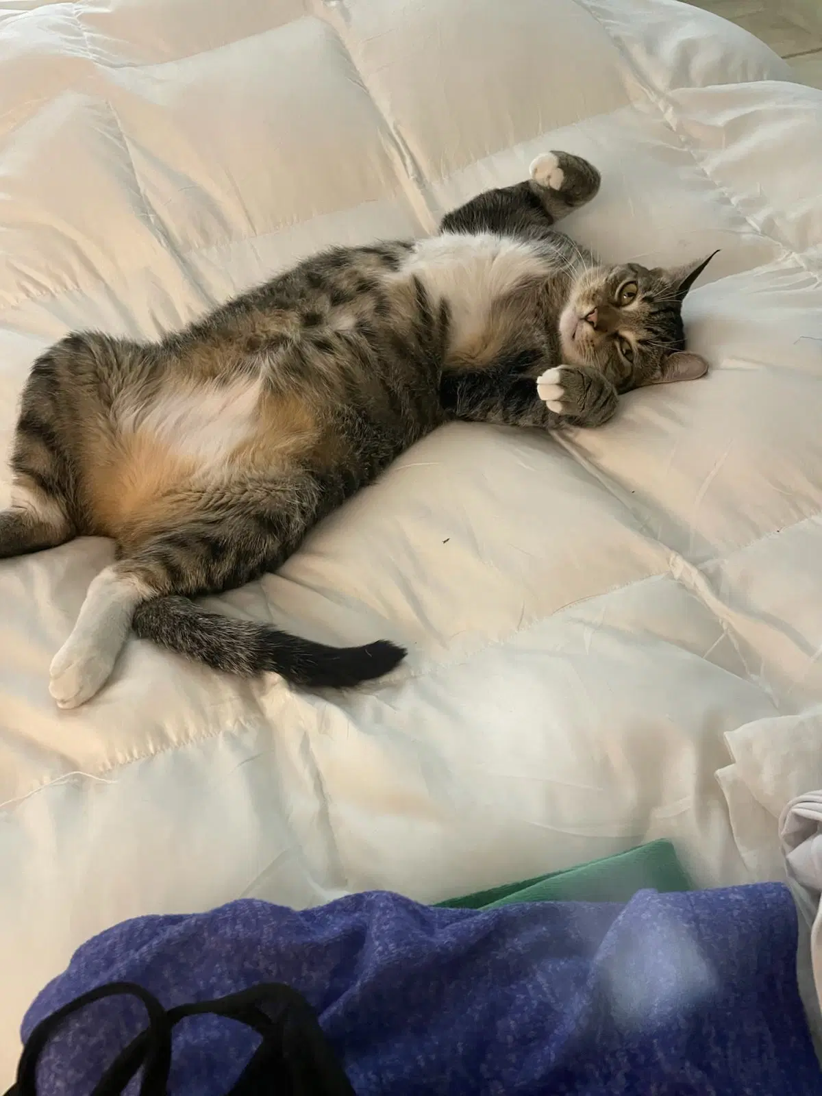 Zz Lucky - Domestic Short Hair