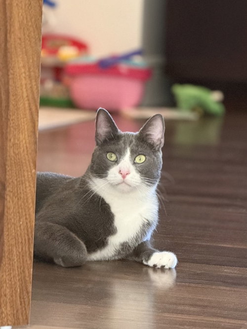 ZZ Pax, Domestic Short Hair (short coat)
