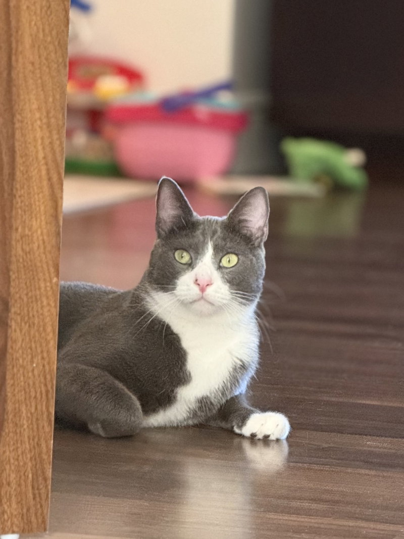 Pax, an adult male cat up for adoption