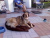 Brandy