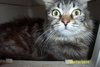 Tootsie